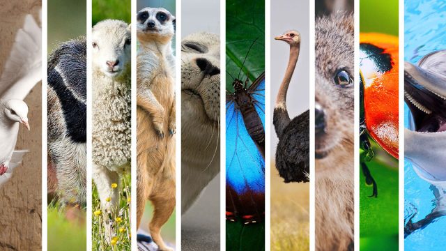 13 Libra Spirit Animals Best Representing The Sign • Astrologify