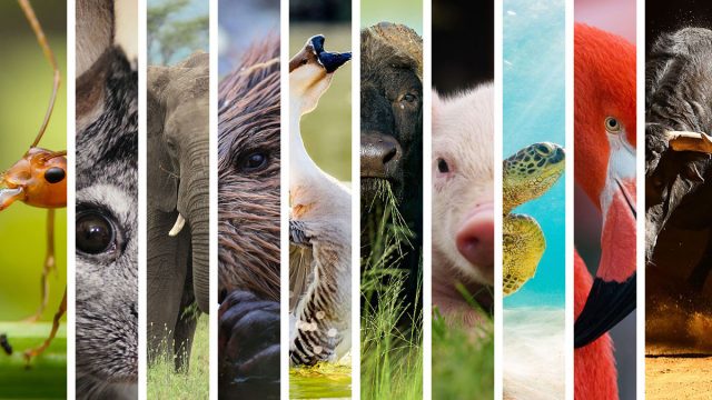 13 Taurus Spirit Animals Best Representing The Sign • Astrologify 13 Taurus Spirit Animals Best Representing The Sign • Astrologify